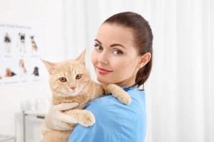 Vétérinaire avec un chat